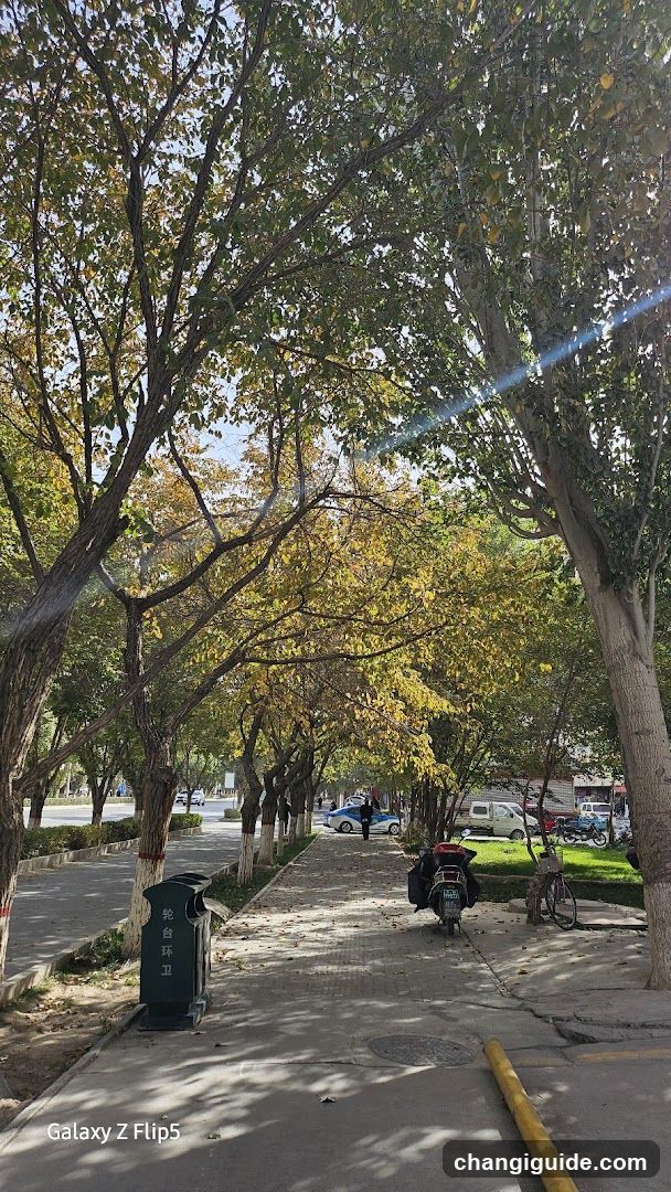 Tree-lined sidewalk with trash bin and parked vehicles