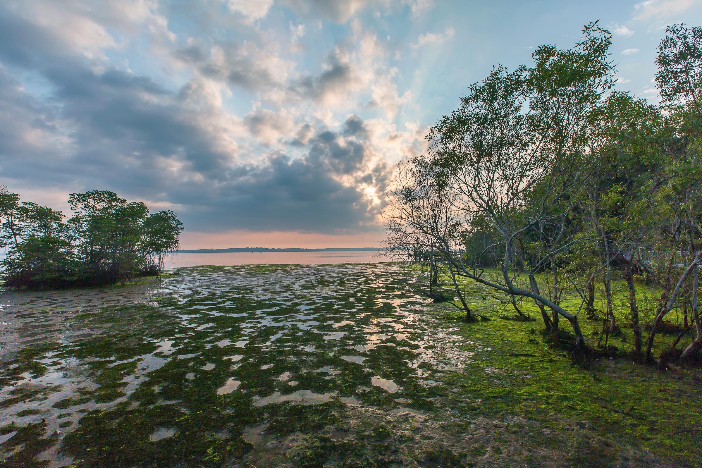 A stretch of Chek Jawa's Coastal Loop stays closed until April 2027